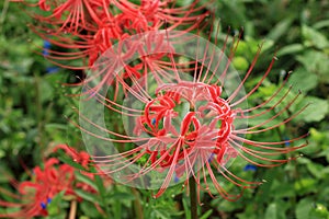 Amaryllis of terraced rice fieldsã€Lycoris radiata